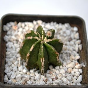 Astrophytum myriostigma nudum x fucuria