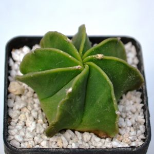 Astrophytum myriostigma x fucuria