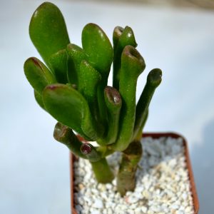 Crassula ovata cv. " Gollum"