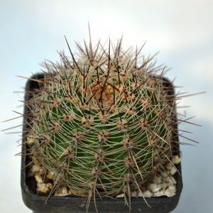 Lobivia leucomalla hybr.