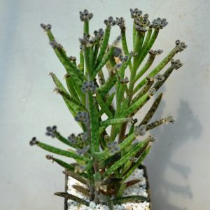 Kalanchoe tubiflora