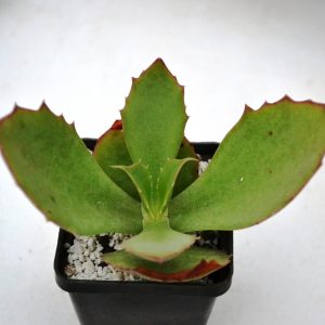 Kalanchoe synsepala