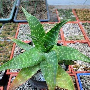 Aloe saponaria