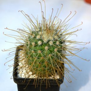 Mammillaria magnifica