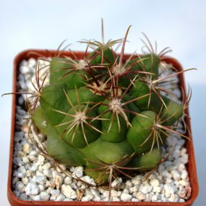 Thelocactus bicolor v.pottsii (PW 3733)