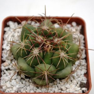 Thelocactus bicolor v.pottsii (PW 3733)