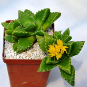 Faucaria tuberculosa - hybr.