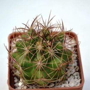 Thelocactus bicolor