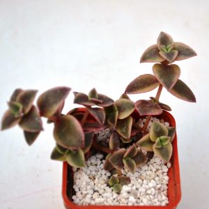 Crassula marginalis f. variegata