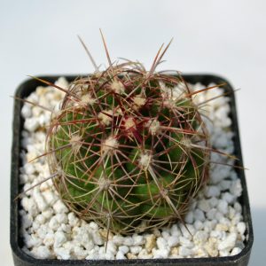 Thelocactus bicolor (Ko)