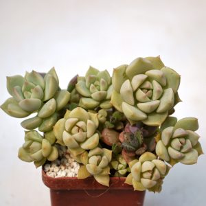 Echeveria derenbergii - hybr.  - куст