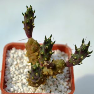 Maihueniopsis nigrispina