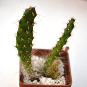 Opuntia sp.