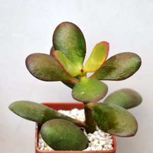 Crassula Ovata "Sunset"