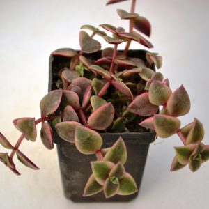 Crassula marginalis f. variegata