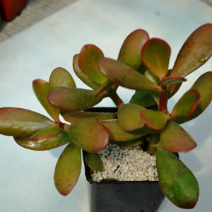 Crassula Ovata "Sunset"