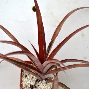 Cryptbergia Rubra