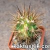 Eulychnia acida f.variegata