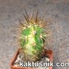 Eulychnia acida f.variegata_