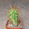 Eulychnia acida f.variegata__