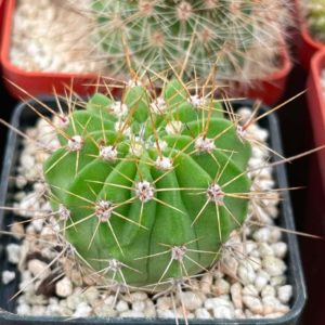 Acanthocalycium violaceum