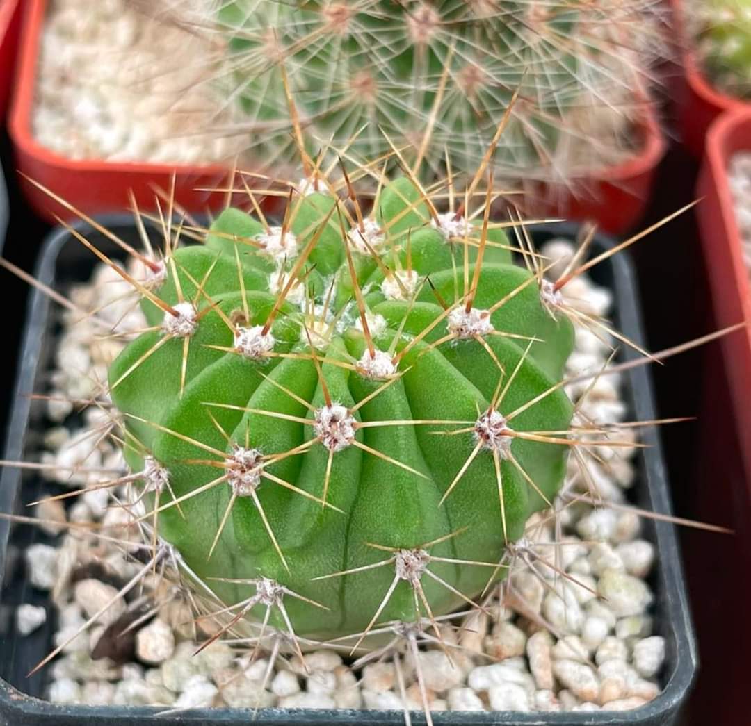 Acanthocalycium violaceum