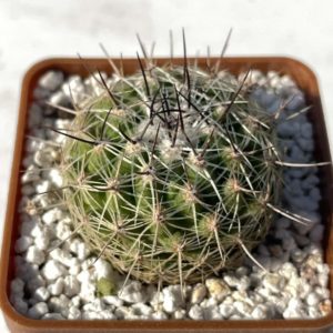 Thelocactus conothelos