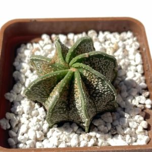 Astrophytum capricorne