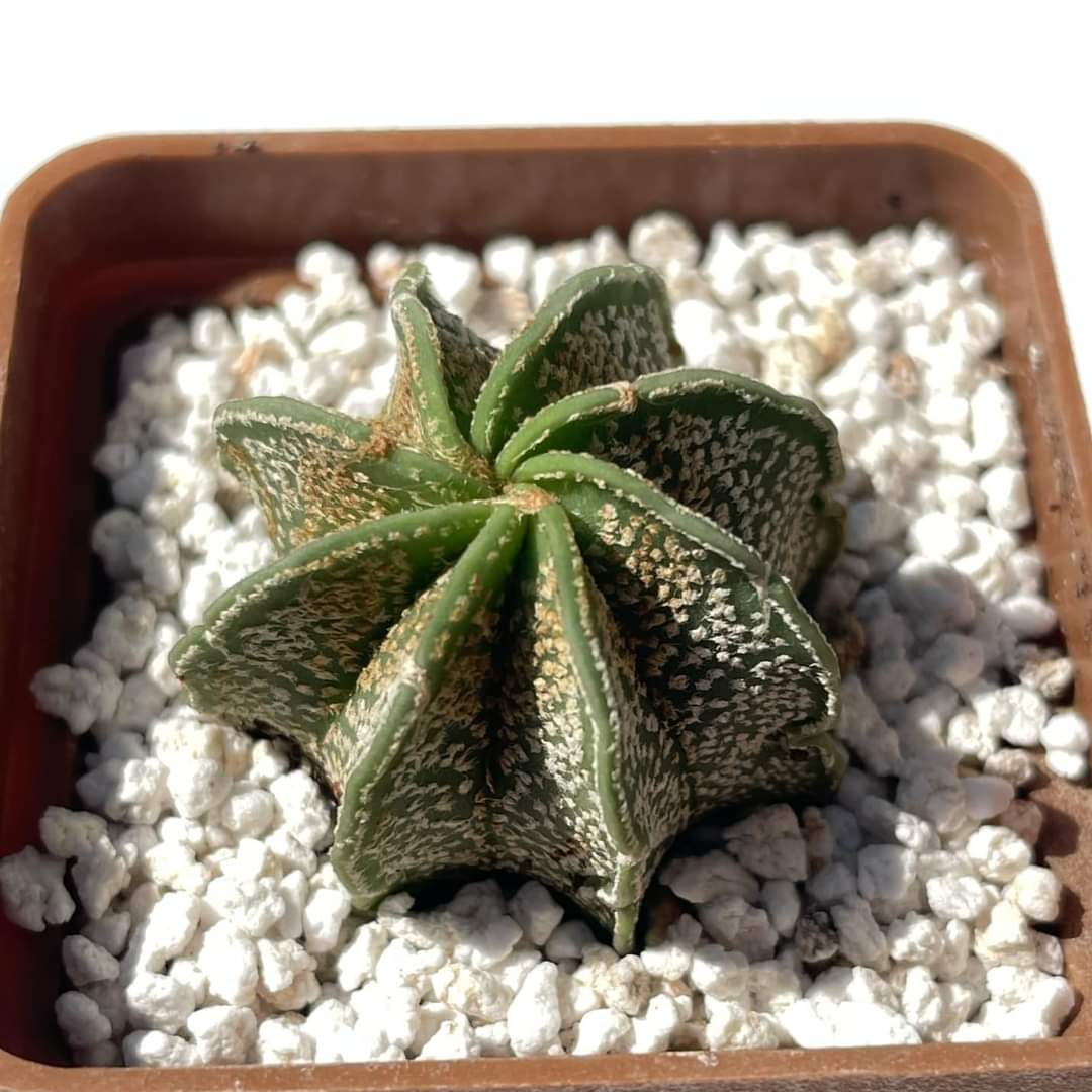 Astrophytum capricorne
