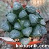 Haworthia maughanii VVG20
