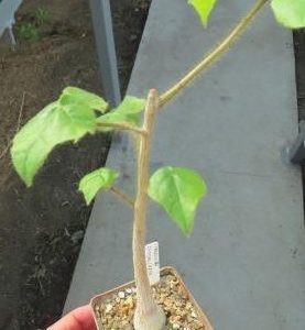 stelculia rynchocarpa
