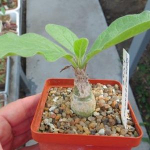sesamotamnus rivae