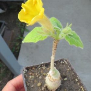 uncarina rozeliana