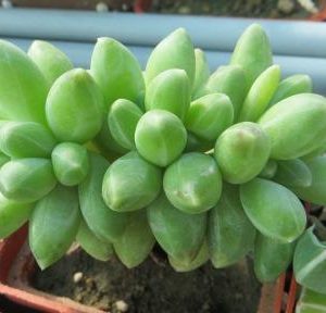 pachyphytum compactum cristata