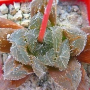 haworthia hybrid