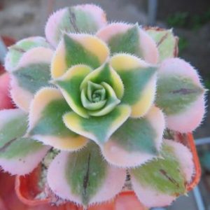 aeonium sunburst