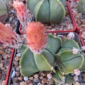 astrophytum kikko nudum