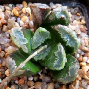haworthia  hybrid