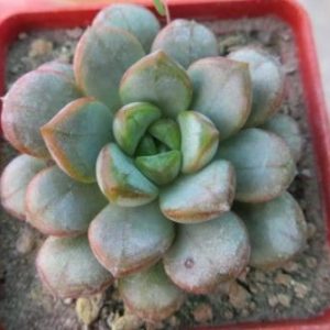 graptoveria amethorum