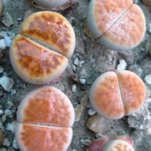 lithops karasmontana lateritia