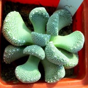 1319 MG aloinopsis villetii