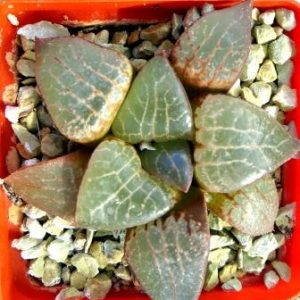 haworthia comptoniana