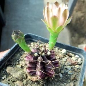 gymnocalycium damsii белый цветок