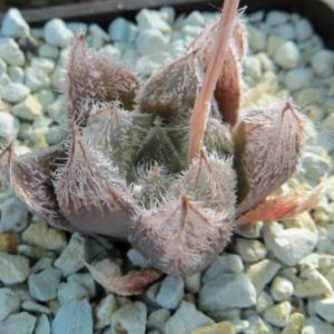haworthia cooperi venusta
