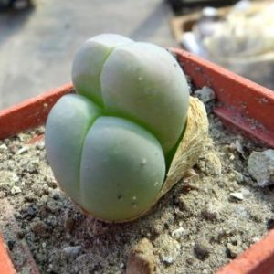gibbaeum helsii