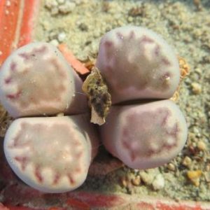 lithops salicola hybrid
