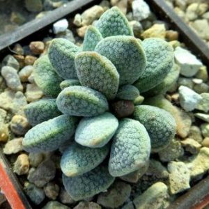 crassula tecta hybrid