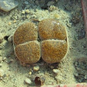 1647 lithops lesliei mariae c 152