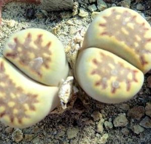 1618 MG lithops julii С64