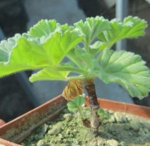 pelargonium mollicomum